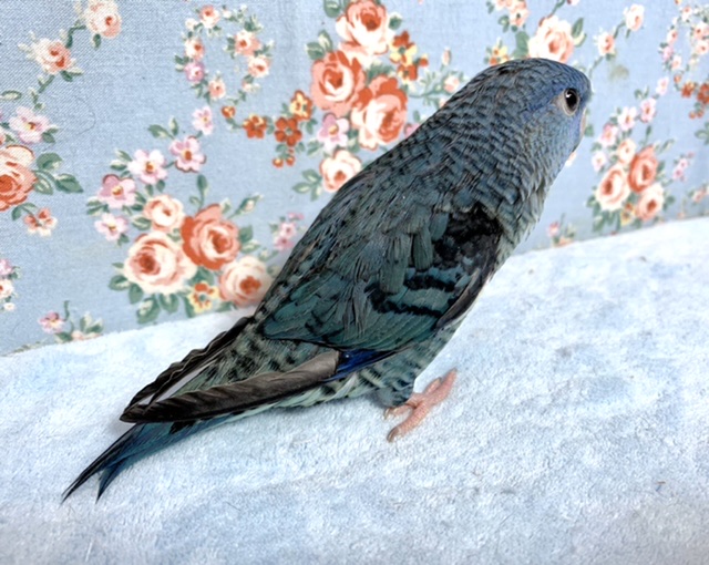 サザナミインコ