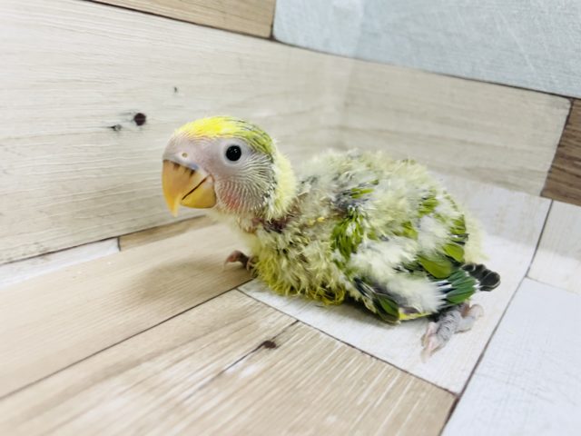 コザクラインコ（小桜インコ）
