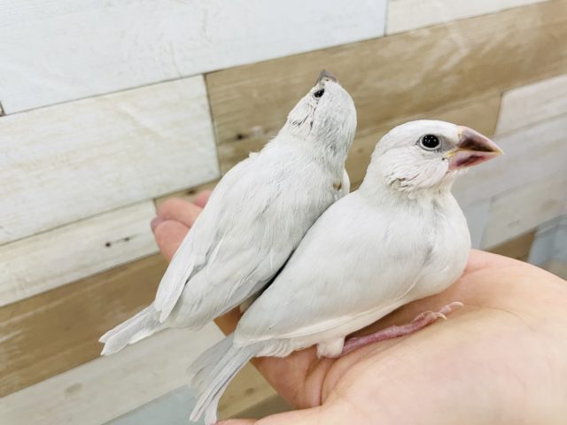 シルバー文鳥