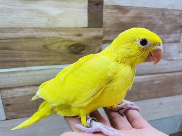 ワカケホンセイインコ（月の輪インコ）