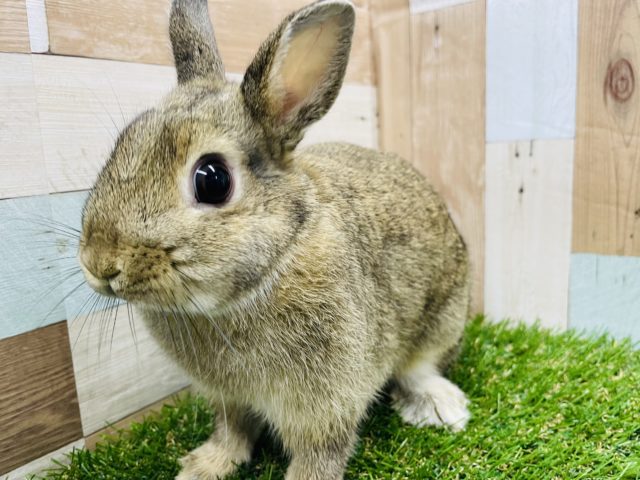 ネザーランドドワーフ