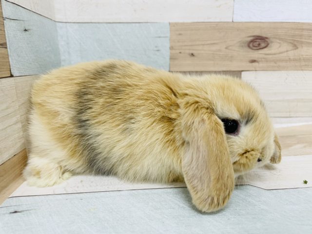 ロップイヤーラビット