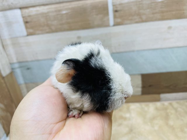 テッセルモルモット