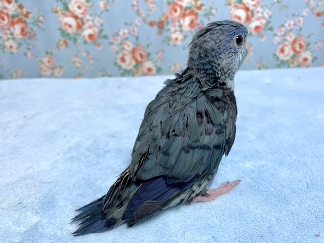 サザナミインコ
