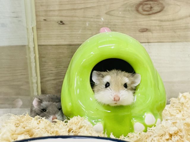  ロボロフスキーハムスター