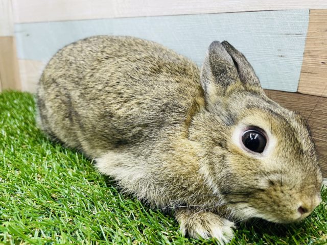 ネザーランドドワーフ