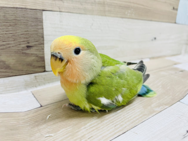 コザクラインコ（小桜インコ）