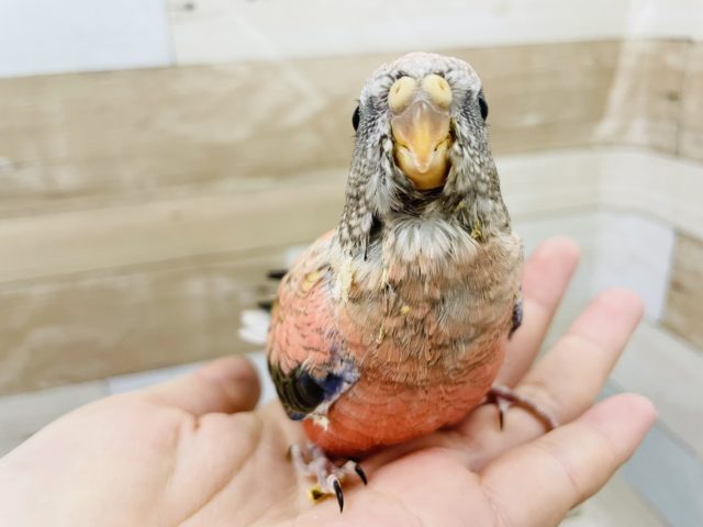 アキクサインコ（秋草インコ）