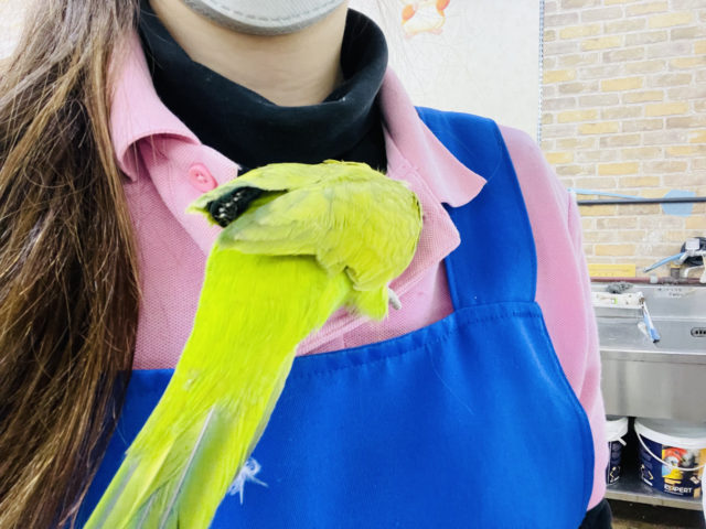 オキナインコ