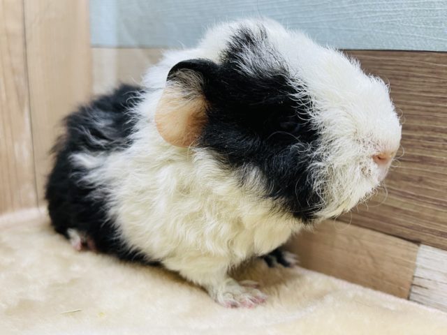 テッセルモルモット