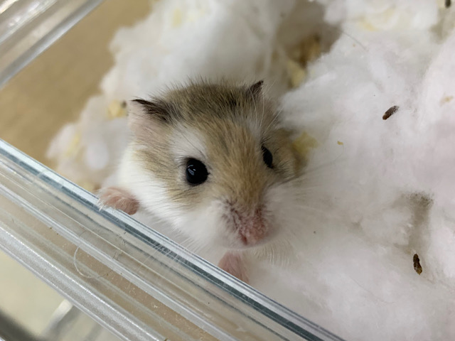  ロボロフスキーハムスター