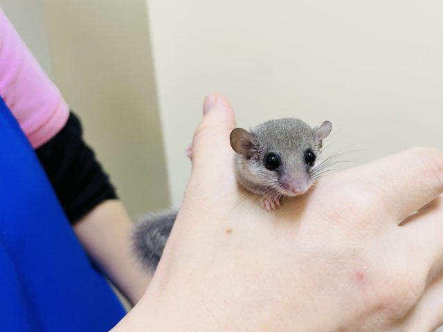 アフリカヤマネ