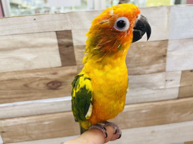 コガネメキシコインコ