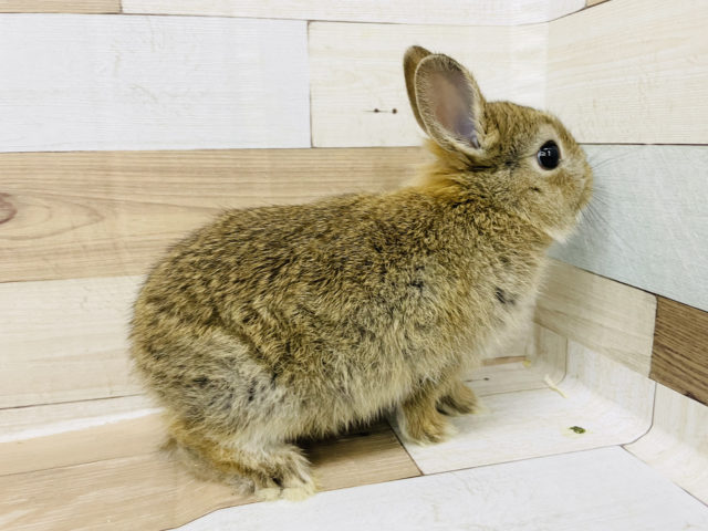 ネザーランドドワーフ