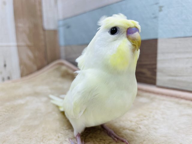 羽衣セキセイインコ
