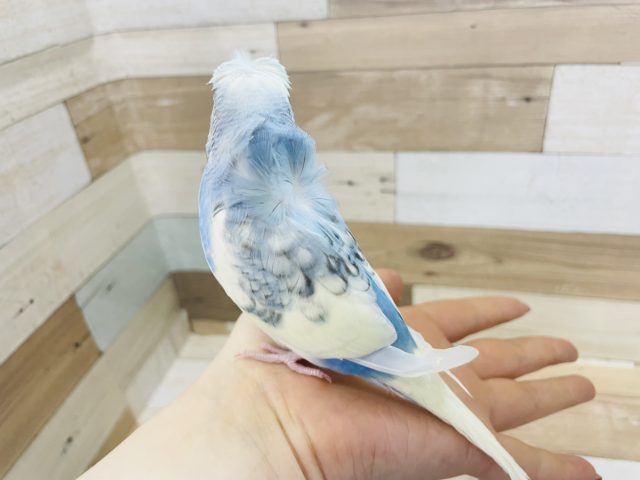 羽衣セキセイインコ