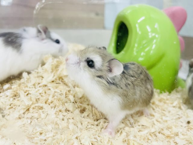  ロボロフスキーハムスター