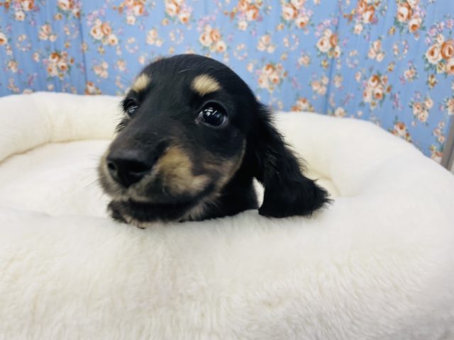 ミニチュアダックス