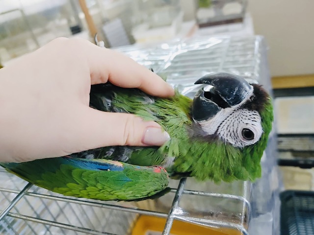 ヒメコンゴウインコ