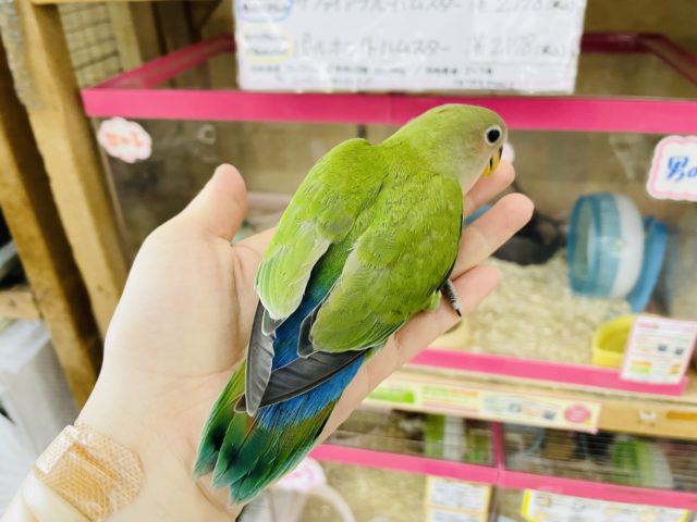コザクラインコ（小桜インコ）