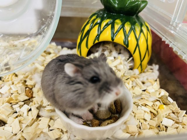  ロボロフスキーハムスター