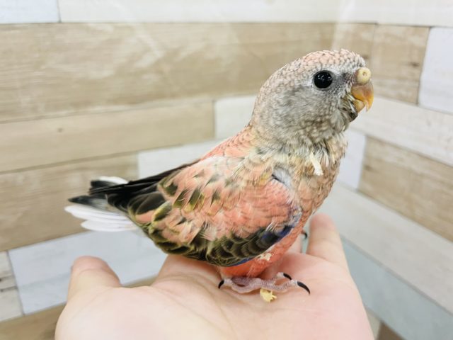 アキクサインコ（秋草インコ）