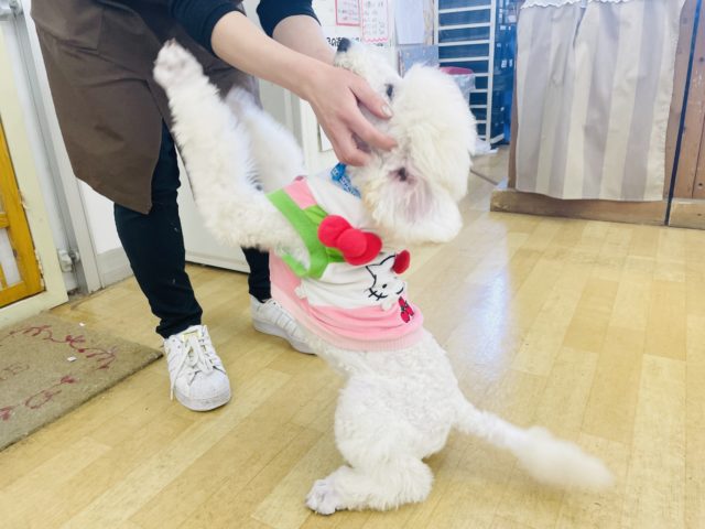 スタンダードプードル