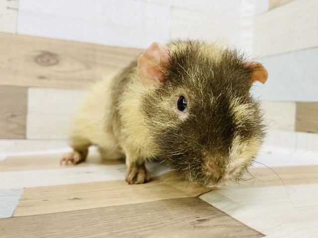 ウェアウルフ（スキニーギニアピッグ）