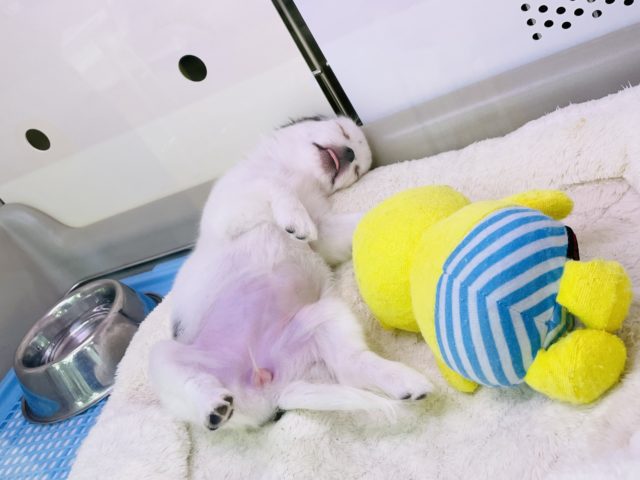 ギャップの宝石箱♥️激かわチワワちゃん(ホワイト&ブラック) チワワ