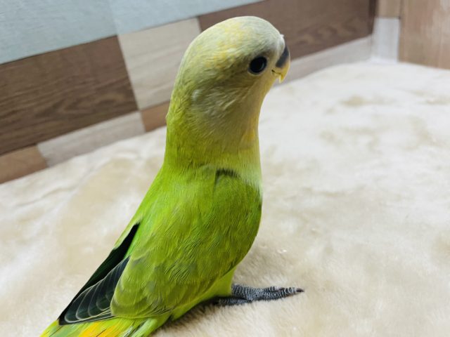 コザクラインコ（小桜インコ）