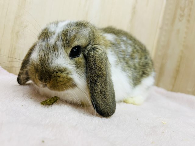 ロップイヤーラビット