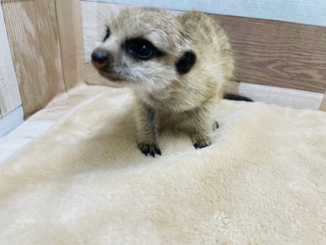 ミーアキャット