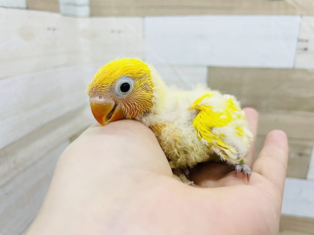 ヤマブキボタンインコ