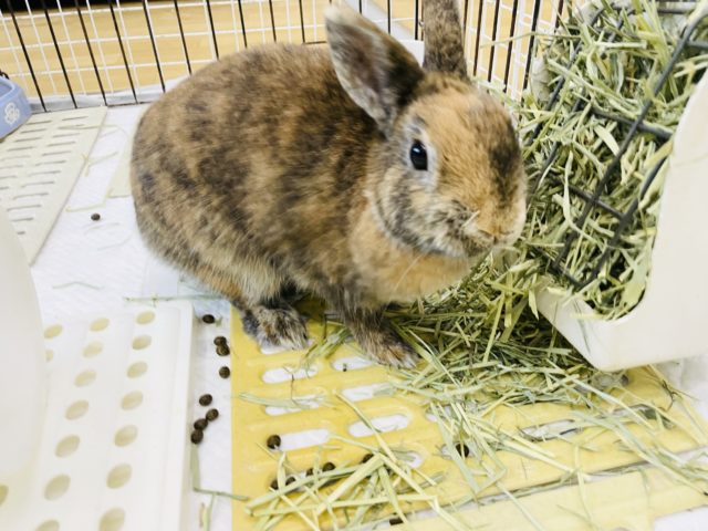 ネザーランドドワーフ