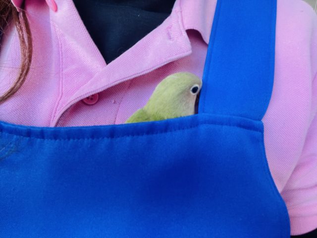 コザクラインコ（小桜インコ）