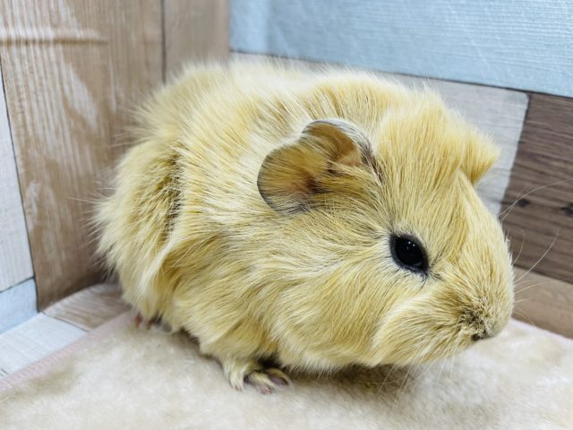 アビシニアンモルモット