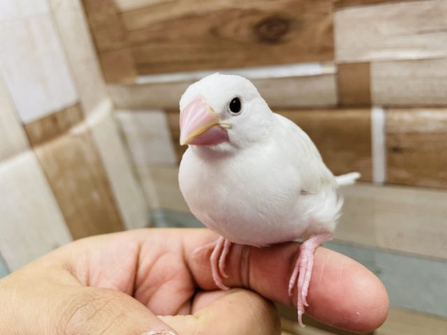 白文鳥