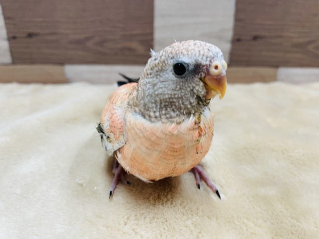 アキクサインコ（秋草インコ）