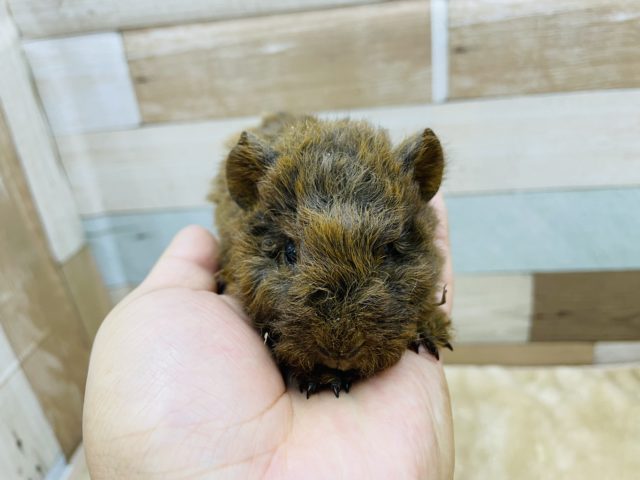 テッセルモルモット