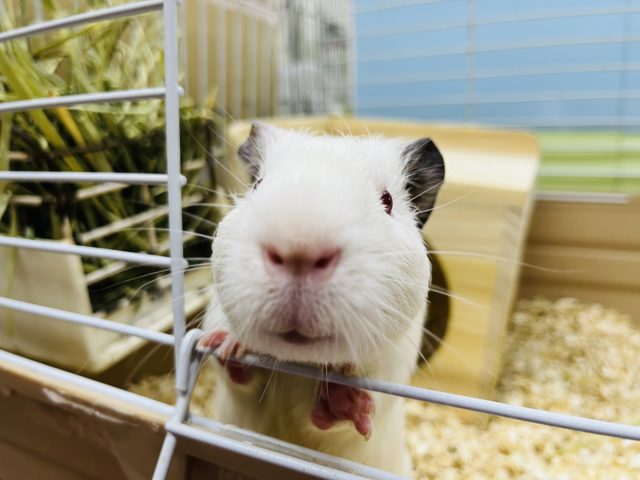 イングリッシュモルモット