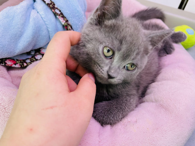 ブリティッシュショートヘア