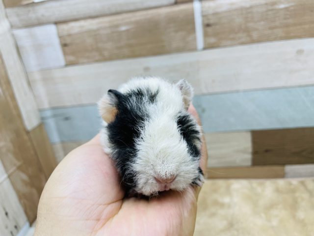 テッセルモルモット