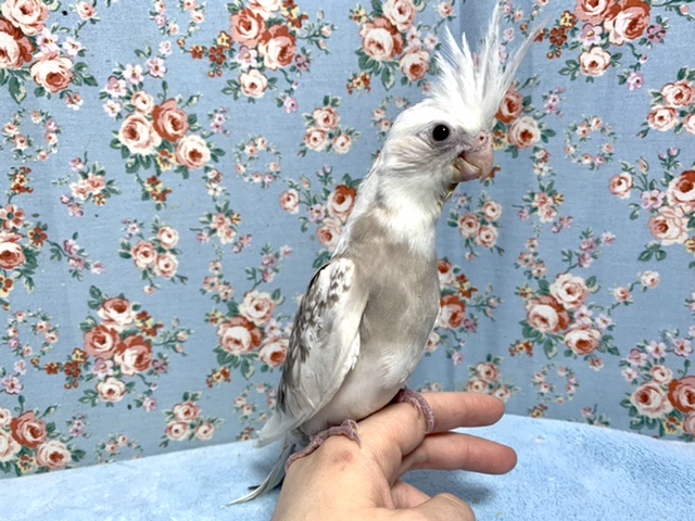 オカメインコ