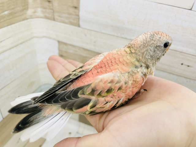 アキクサインコ（秋草インコ）