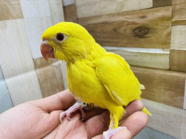 ワカケホンセイインコ（月の輪インコ）