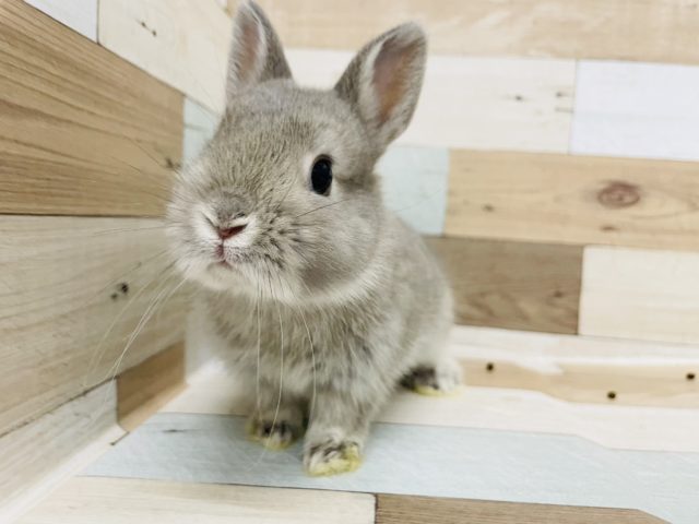 ネザーランドドワーフ