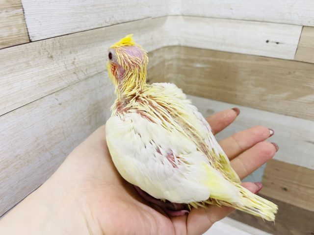 オカメインコ