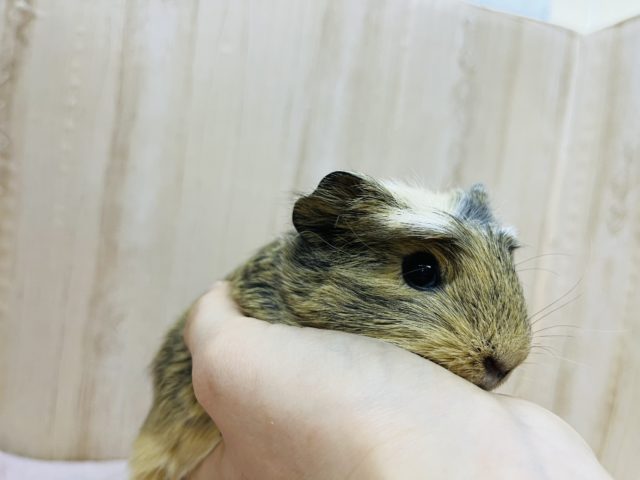 まるで虎柄!?クレステッドモルモット女の子 クレステッドモルモット