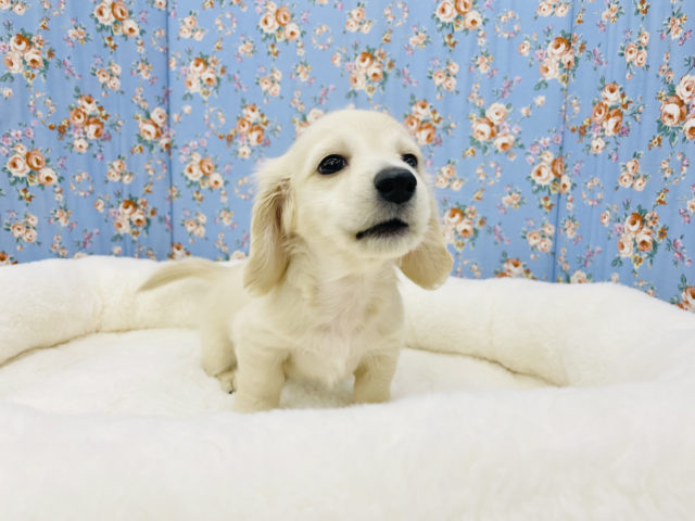 ミニチュアダックス