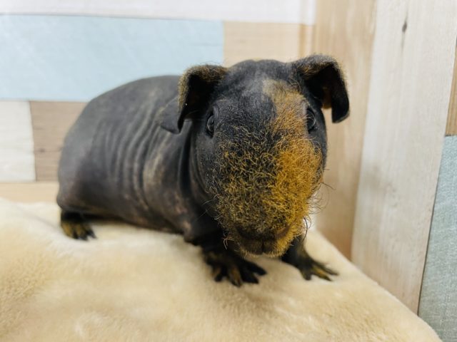 スキニーギニアピッグ